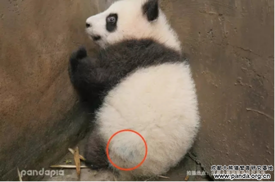 长不胖的熊猫 b82f93f7412f9eead3dc1c0507d7a8f2.png